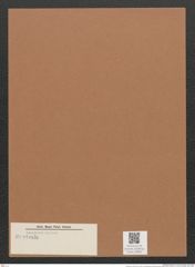 Navicula sp. (de-Toni-Nr.: Genus 1) Zeichnungen Sammlung Grunow Mappe 00683 (Herbarium_W_Grunow_drawings_Folder_00683)